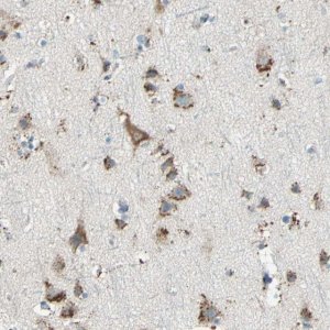 Anti-CTSD antibody produced in rabbit HPA003001-100UL