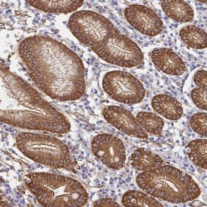 Anti-CTTN antibody produced in rabbit HPA057242-100UL