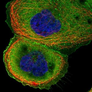 Anti-CTTN antibody produced in rabbit HPA057242-100UL
