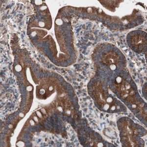 Anti-CTTNBP2NL antibody produced in rabbit 