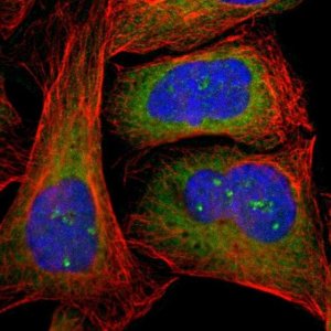 Anti-CTTNBP2NL antibody produced in rabbit 