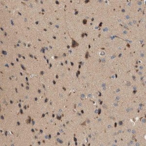 Anti-CTXN1 antibody produced in rabbit 