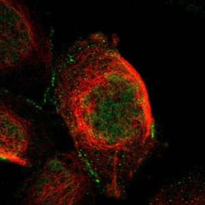 Anti-CTXN1 antibody produced in rabbit 