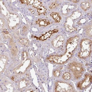 Anti-CTXN2 antibody produced in rabbit 