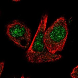 Anti-CUL1 antibody produced in rabbit 