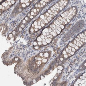 Anti-CUL2 antibody produced in rabbit 