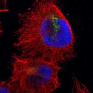 Anti-CUL5 antibody produced in rabbit 