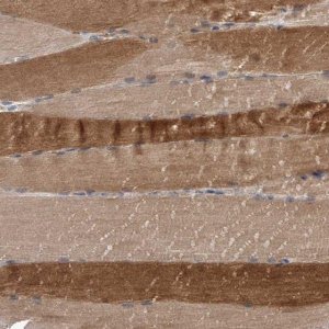 Anti-CUL7 antibody produced in rabbit 