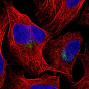 Anti-CUL9 antibody produced in rabbit 