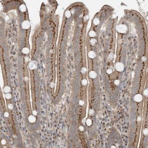 Anti-CUX1 antibody produced in rabbit 