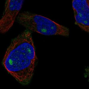 Anti-CUZD1 antibody produced in rabbit 