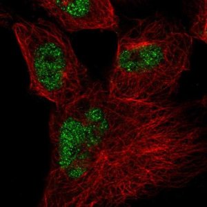 Anti-CWC27 antibody produced in rabbit 