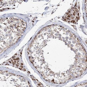 Anti-CWF19L1 antibody produced in rabbit HPA036889-100UL