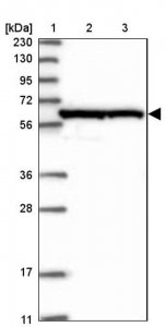 Anti-CWF19L1 antibody produced in rabbit HPA036889-100UL