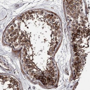 Anti-CWF19L2 antibody produced in rabbit 