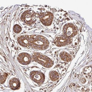 Anti-CWH43 antibody produced in rabbit 