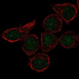 Anti-CX3CR1 antibody produced in rabbit 
