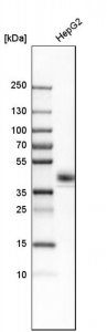 Anti-CXADR antibody produced in rabbit 