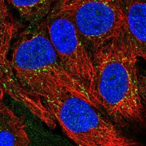 Anti-CXCL16 antibody produced in rabbit 