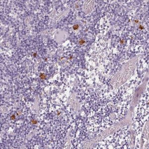 Anti-CXCL5 antibody produced in rabbit 