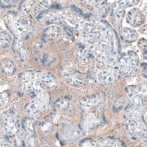 Anti-CXCL8 antibody produced in rabbit 