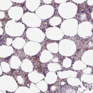 Anti-CXCR1 antibody produced in rabbit 