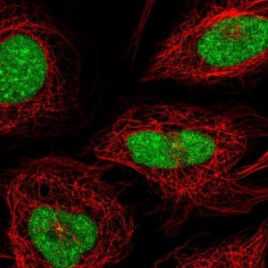 Anti-CXorf56 antibody produced in rabbit HPA064831-100UL