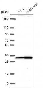 Anti-CXorf56 antibody produced in rabbit HPA064831-100UL