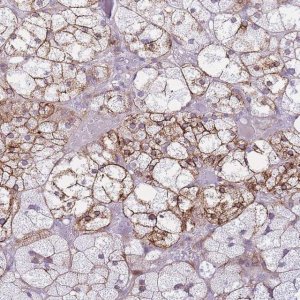 Anti-CXORF57 antibody produced in rabbit 