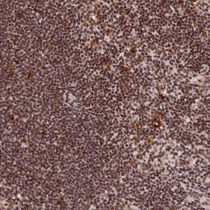 Anti-CXXC1 antibody produced in rabbit 