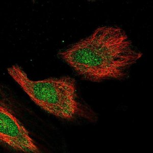 Anti-CXXC1 antibody produced in rabbit 