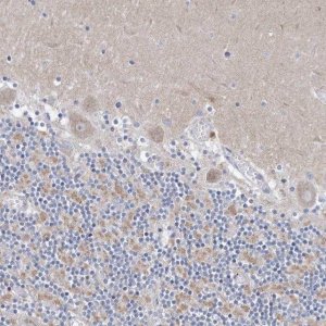 Anti-CXXC4 antibody produced in rabbit 