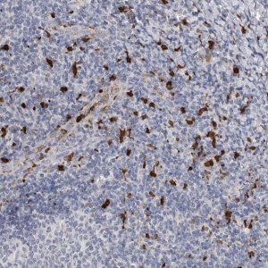 Anti-CYB561D1 antibody produced in rabbit 