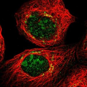 Anti-CYB5D1 antibody produced in rabbit 