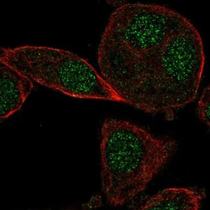 Anti-CYB5RL antibody produced in rabbit 