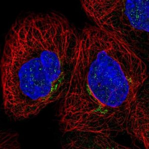 Anti-CYBRD1 antibody produced in rabbit 
