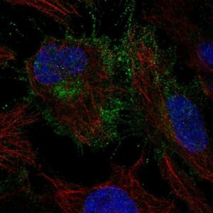 Anti-CYFIP2 antibody produced in rabbit 