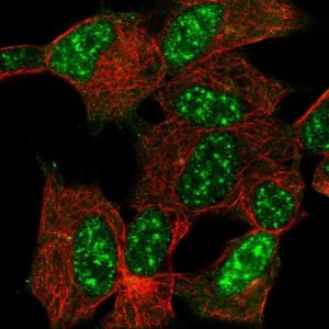 Anti-CYGB antibody produced in rabbit 