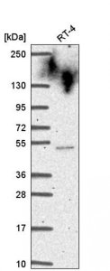 Anti-CYHR1 antibody produced in rabbit HPA059543-100UL