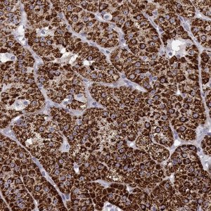Anti-CYP11B1 antibody produced in rabbit 