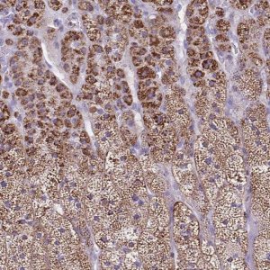 Anti-CYP11B2 antibody produced in rabbit 