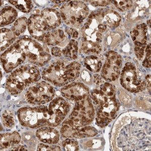 Anti-CYP1B1 antibody produced in rabbit 