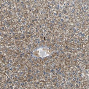 Anti-CYP26B1 antibody produced in rabbit 