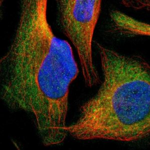 Anti-CYP26B1 antibody produced in rabbit 