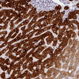 Anti-CYP2A13 antibody produced in rabbit 
