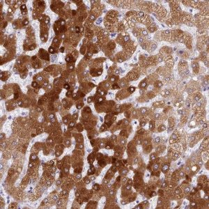 Anti-CYP2A6 antibody produced in rabbit 