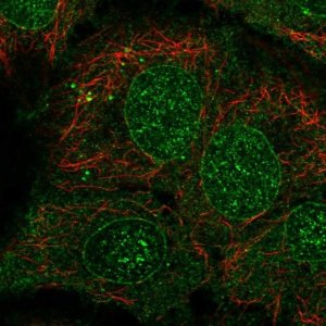 Anti-CYP2B6 antibody produced in rabbit 