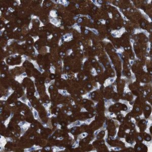 Anti-CYP2C9 antibody produced in rabbit 