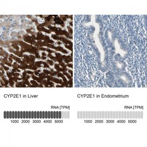 Anti-CYP2E1 antibody produced in rabbit 