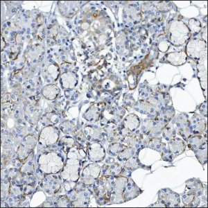 Anti-CYP39A1 antibody produced in rabbit HPA029892-100UL